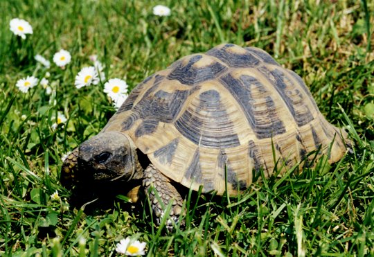 Griechische Landschildkröte Griechische Landschildkröte
