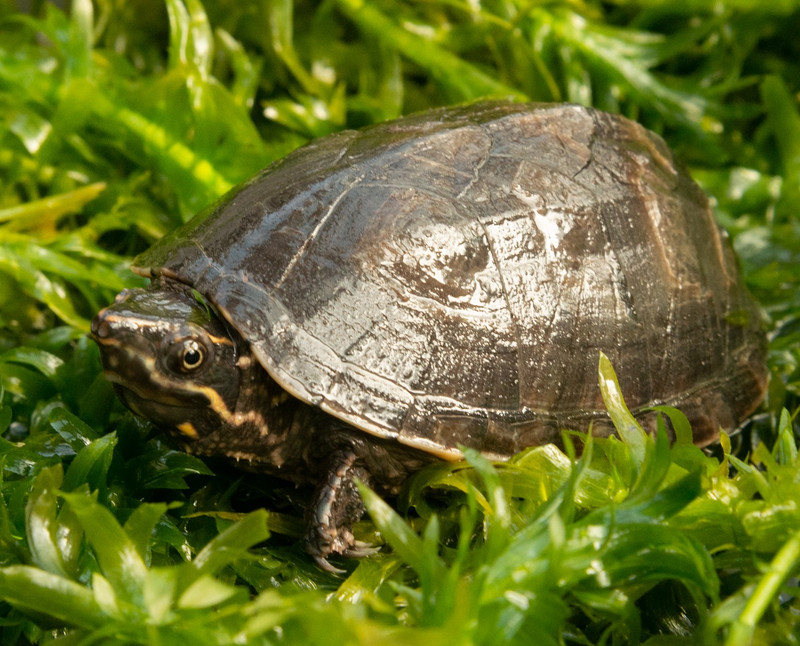 Moschusschildkröte