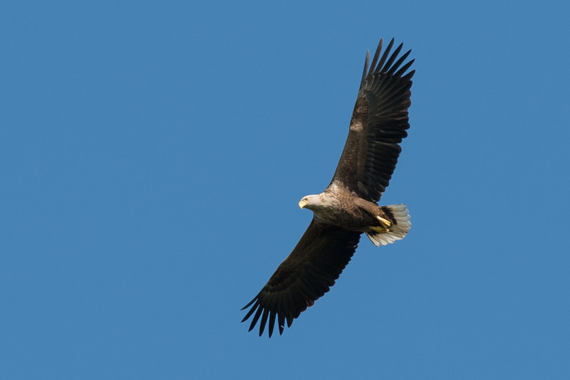 Seeadler