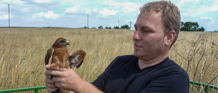 Naturschutz Mann, der einen Vogel hält