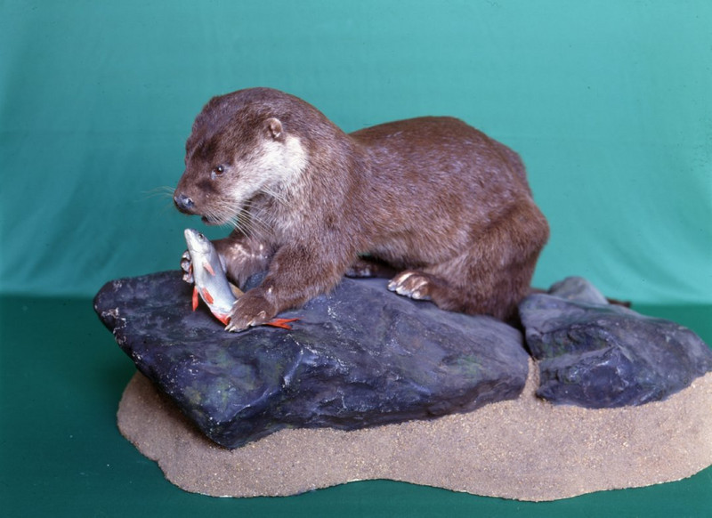 Fischotter-Präparat Fischotter-Präparat